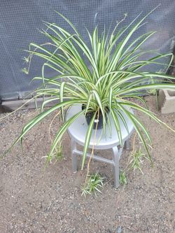 Spider Plant 8" Nursery Pot
