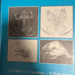 Diagnostic Radiology Of Exotic Pets