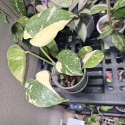 Monstera Thai Con - Growing In Water