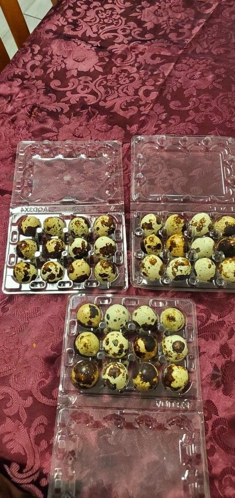 Fresh Quail Eggs