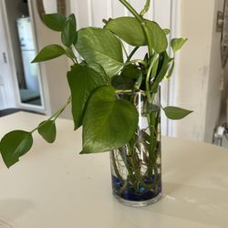 Vaza With Natural Plant 