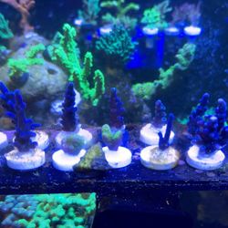 Fake Coral Decorations 