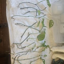 2 types of vining plant cuttings