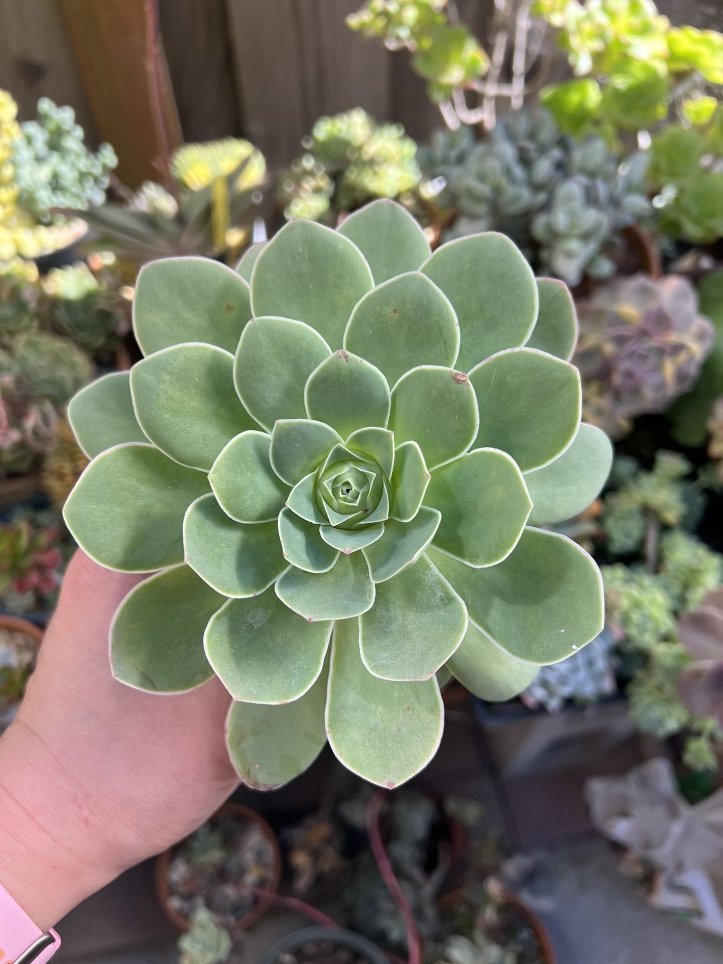 Greenovia Succulent