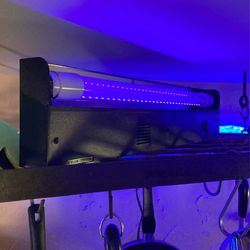 Black Lights