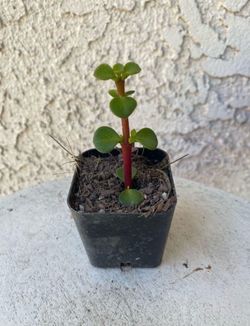2 Inch Pot Succulent Plant - Portulacaria Afra - Elephant Bush - Drought Resistant - Rooted & Established 🪴 Perfect Baby & Wedding Shower Favors