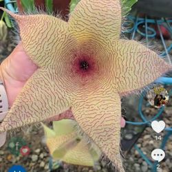 Stapelia Gigantea Yellow  And Red Wine 