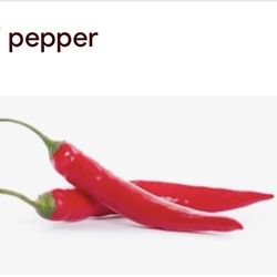 Chili Pepper Plants 🌶️