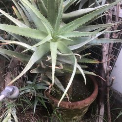 Aloe Vera, Savila 