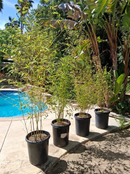 6-7 Feet Tall Golden Bamboo Plants 13 Gallon