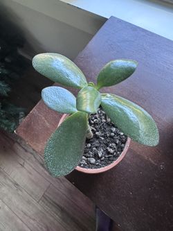 House Plants, Polka Dot Begonia, Jade