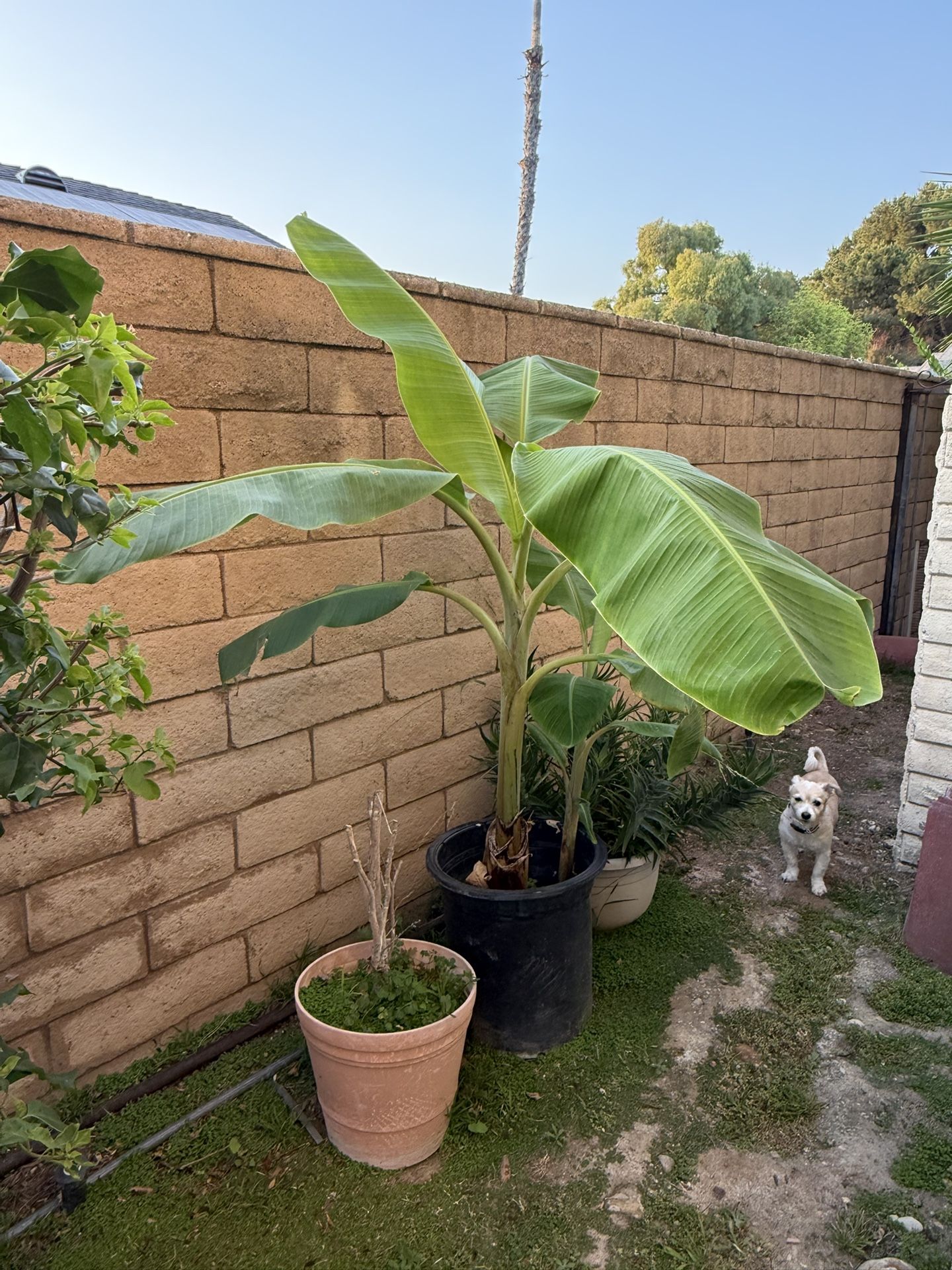 Banana Tree (2 in Pot)