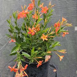 FiredUp™ Orange Dipladenia 3gallons pot live plants