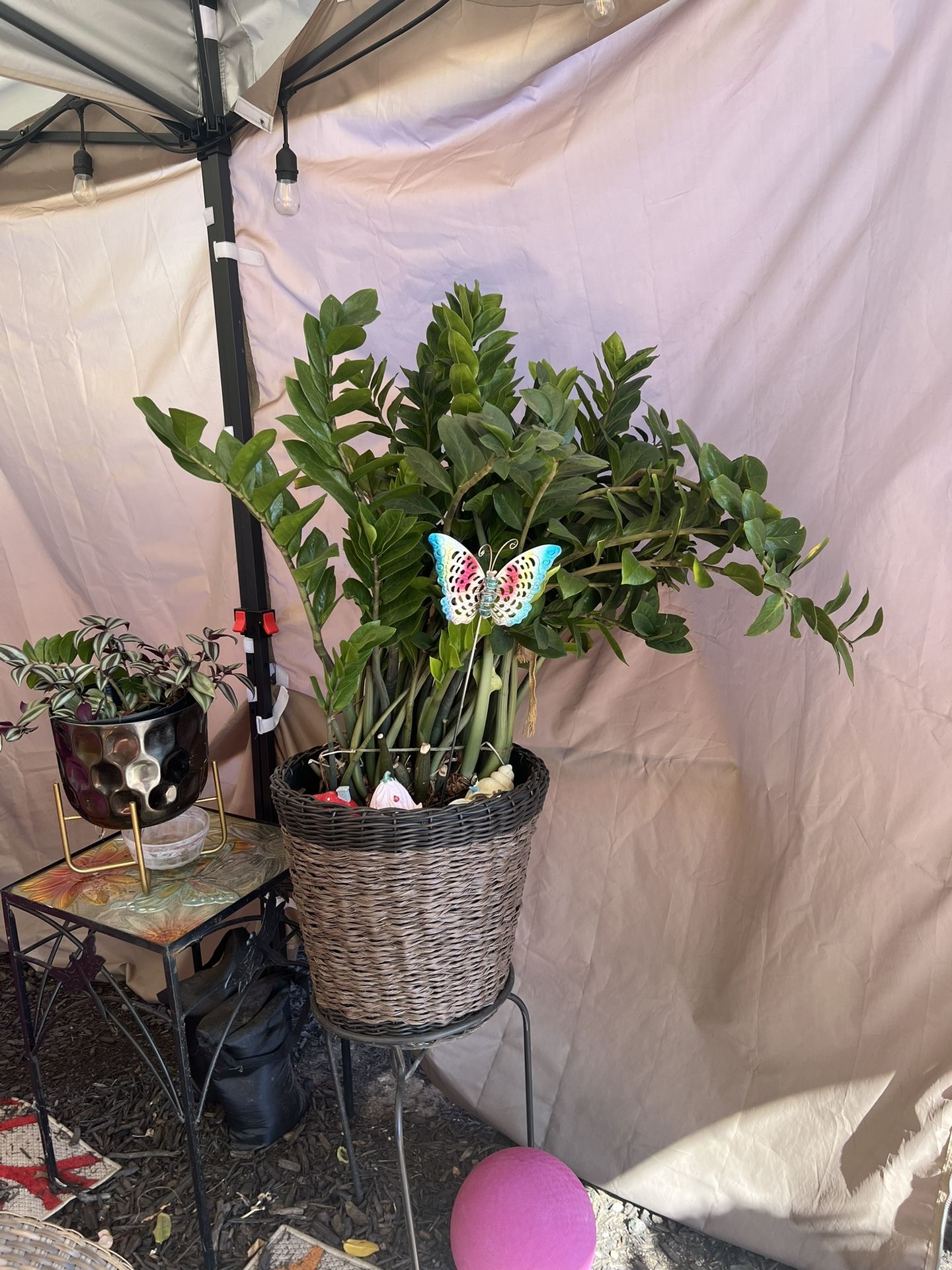 Big ZZ PLANT,All Products : American Fashion Style Bags On Sale