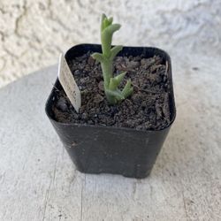 2 Inch Pot Succulent Plant - Ruschia Uncinata -  Doringvygie - Rooted & Established - Drought Resistant 🪴 Baby Wedding Shower Favors Size 