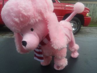 Moves, barks, dances poodle