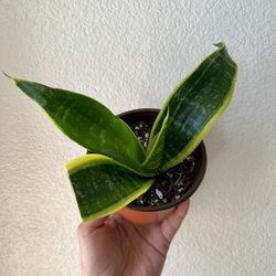 Snake Plant Birds Nest Variegated 