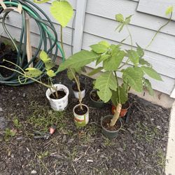 Angel Trumpet Plants 