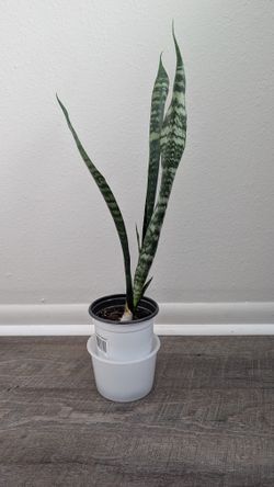 Small snake houseplant