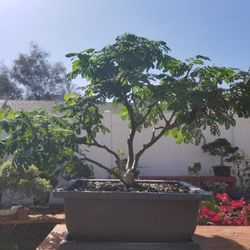 Brazilian Rain Tree Pre Bonsai