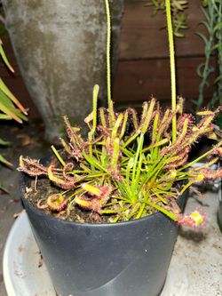 Common Sundew Seeds instructions come with it