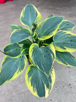 Hosta Outdoor Plant (yellow edges)