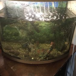 Fish Tank