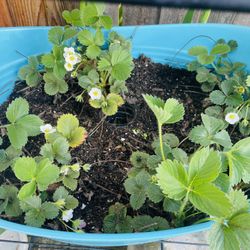 Strawberry Plants 