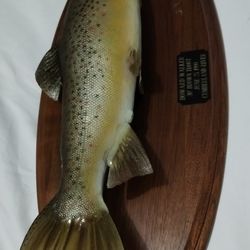 HOWARD WALKER 1999 - BROWN TROUT FISH MOUNT WALL ART PLAQUE 24"