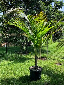 Dictyosperma album var rubrum, Red Princess, hurricane palm