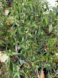 🌶️Fruiting Pepper Plants / Serrano/ Thai chili / Chiltepin / Black Cobra/ Super Chili / Pequin