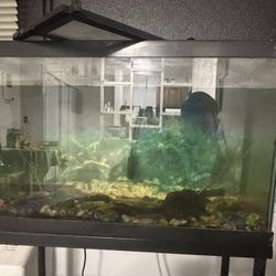 Free Bottom Feeder Fish & Accessories 
