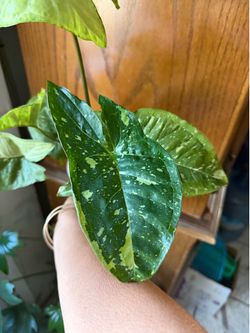 4” syngonium panda galaxy