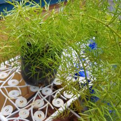 Fern