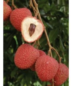 Fruiting Sweet Heart Lychee Tree (5 Ft Tall) Will Be Fruiting After Winter 