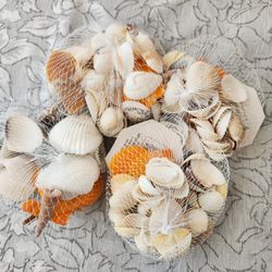 Natural Sea Shells 