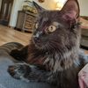 priscilla