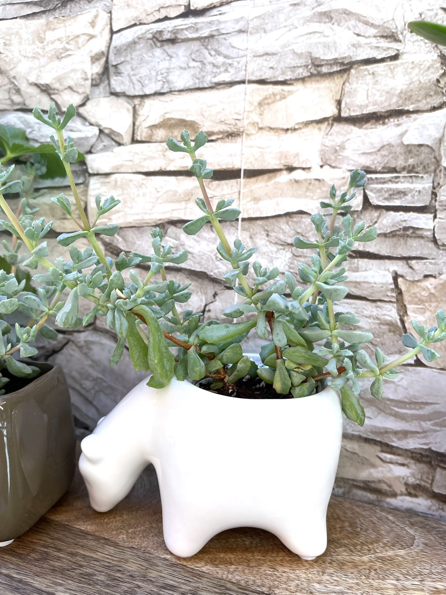 Succulent Pink Ice House Plant, In Cute Ceramic Pot 3"x5"L.