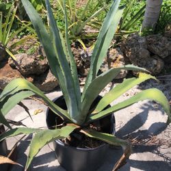 Agave plant
