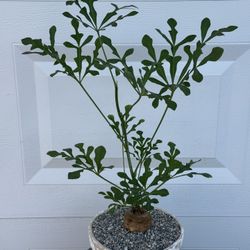 Cussonia Spicata ‘Snowflake Shaped Leaves’  (Planter Included) #C2