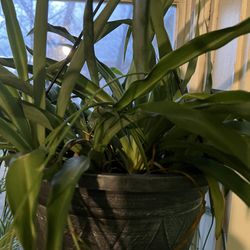 4 Type Of Spider Plants See Description 