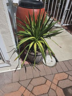 Potted plant $100 obo