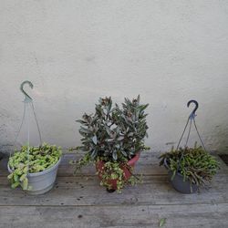 Plants $35 For All 3