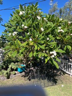 Plumerias