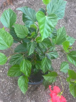 Obeliscos / hibiscos