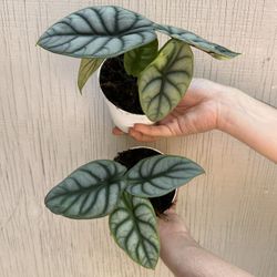 4” alocasia silver dragon 