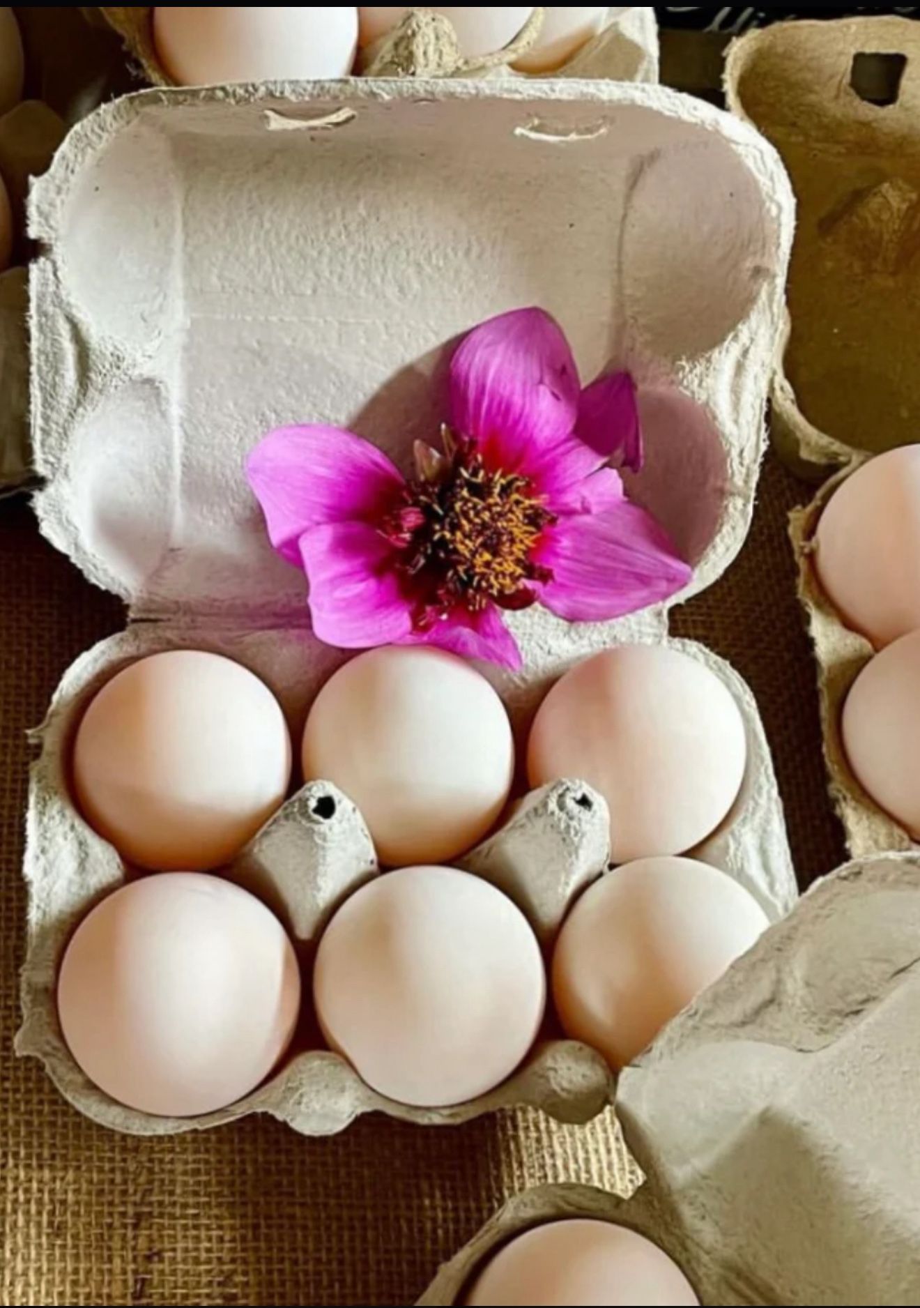 Turkey Eggs