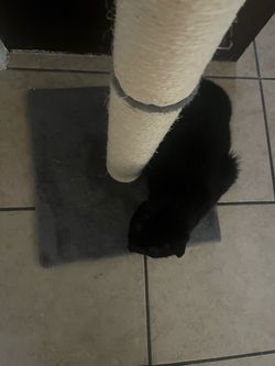 Cat scratching post
