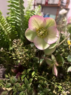 Cut Flowers
