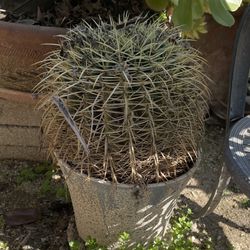 Cactus